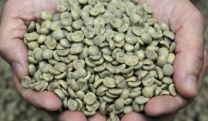 Green Coffee Beans From Venezuela from ---